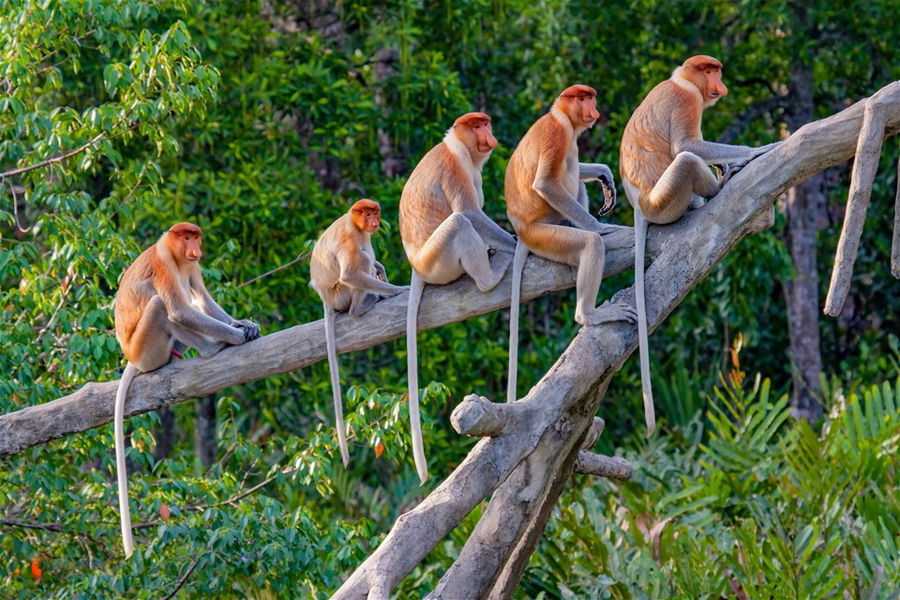 A row of proboscis monkeys in a lush, exotic forest, Borneo