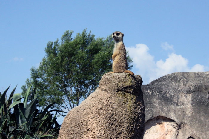 Meerkat at Temaiken Biopark, Buenos Aires
