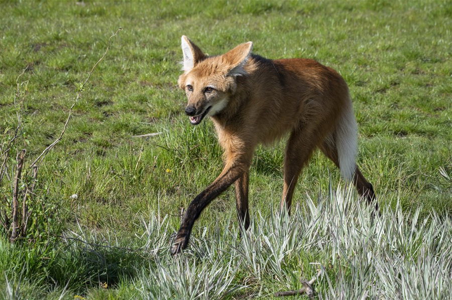 a maned fox in brazil