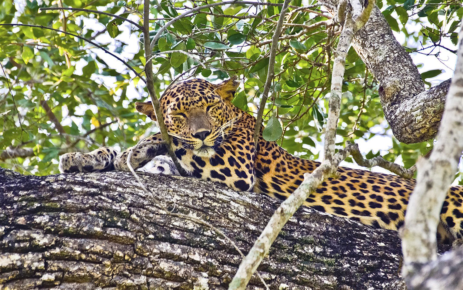 wilpattu national park safari price for locals