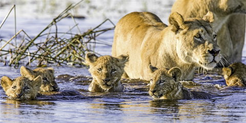 Southern African Adventures