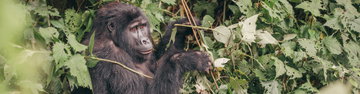 Gorillas & Game Parks - Intrepid