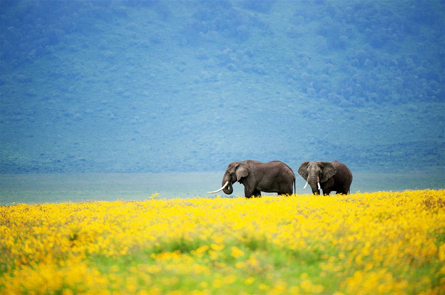 Pair of African bush elephants meandering through the lush yellow flower covered crater floor in the misty early morning at dawn, Ngorongoro Crater, Tanzania