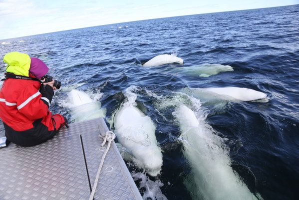 Lazy Bear Lodge - Ultimate Bears & Belugas Summer Adventure