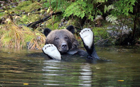Spirit Bear Lodge