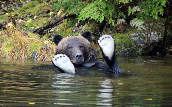Spirit Bear Lodge