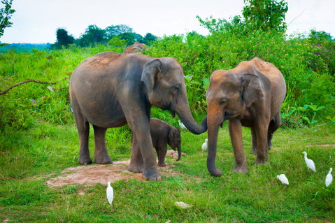 Sri Lanka