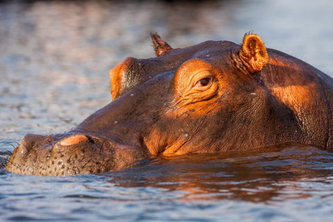 Chobe Full Day Safari Experience
