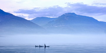 Vancouver Island's Bears & Whales with Cruise Canada