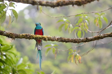 A magnificent red and blue bird (resplendent quetzal male) with a long tail sits on a mossy branch with green foliage, Costa Rica 