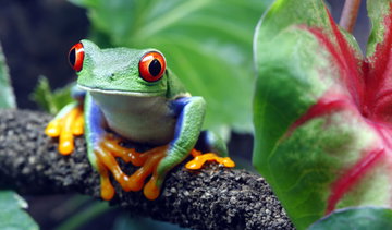 A close up of a colourful bright green, yellow toed, Red-Eyed Tree Frog (Agalychnis callidryas) sitting along a vine in a tropical national park, Costa Rica 