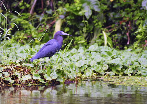 Tortuguero & The Caribbean Coast