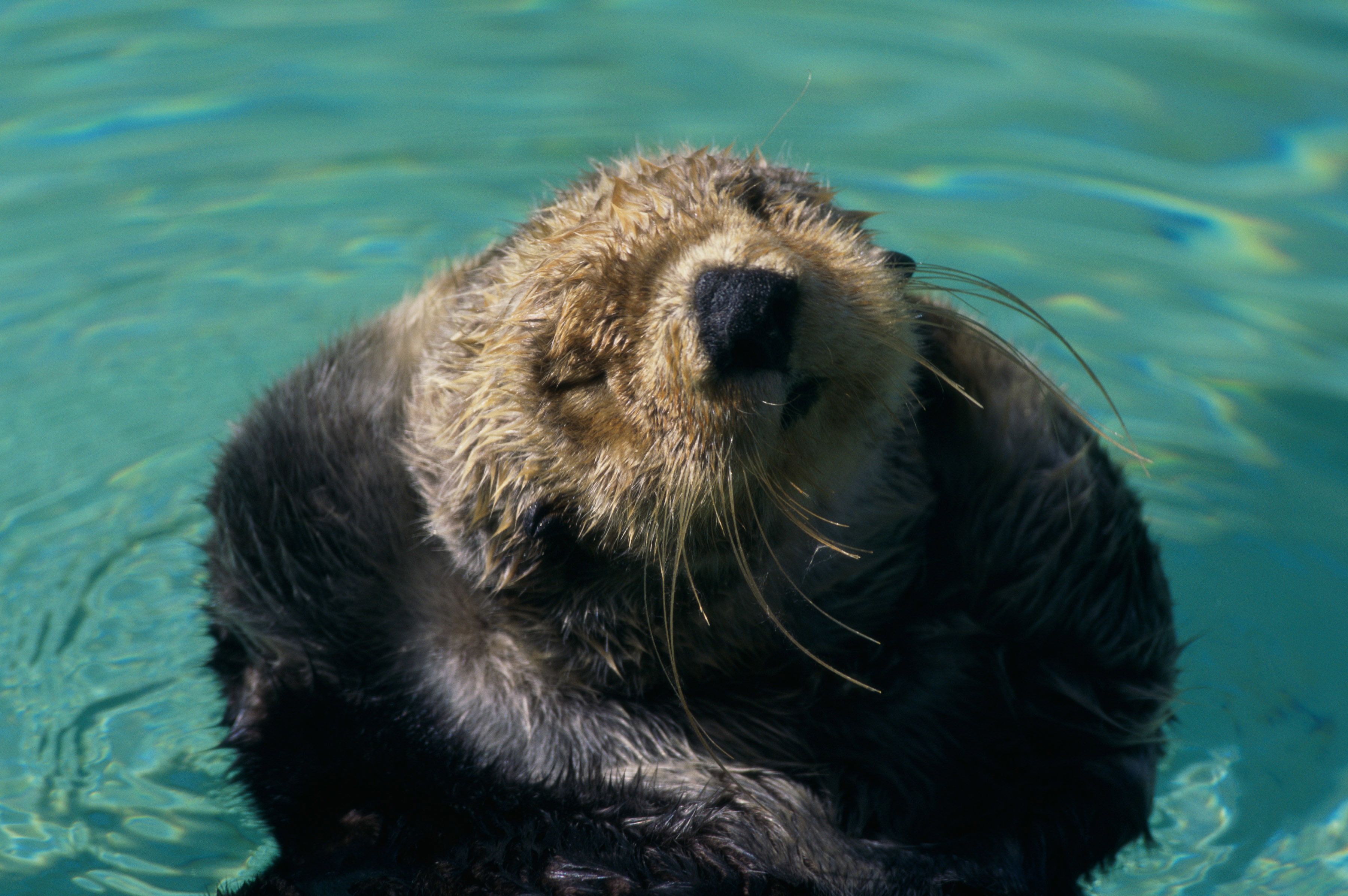 close up of a cute, fluffy sea otter floating in the sea with its paws behind its head, eyes closed and basking in the sunshine