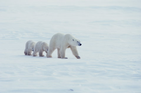 Polar Bears