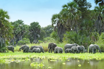 A herd of grey elephant’s drinking water at Lake Manze, surrounded by marshy wetland and rich trees in the Nyerere National Park Tanzania