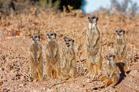 Oudtshoorn