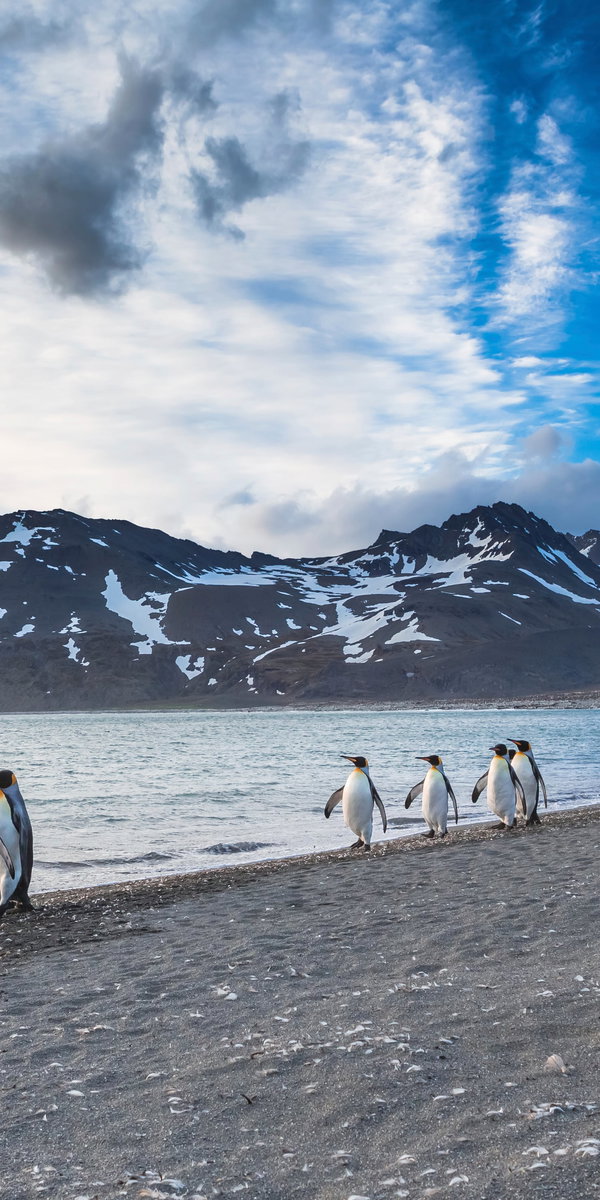 Arctic
