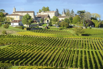 Endless rows of rich green vines in the sunshine, with pretty traditional buildings in the distance, Bordeaux, France