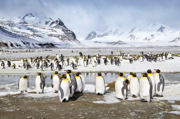 Antarctica & The Falkland Islands