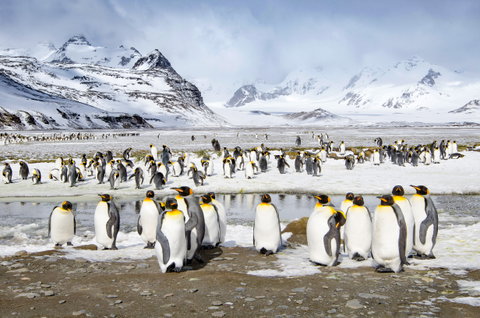Antarctica & The Falkland Islands
