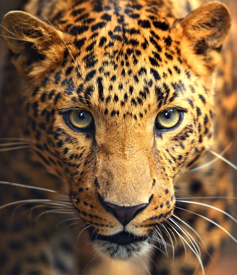 Safari Holidays holidays