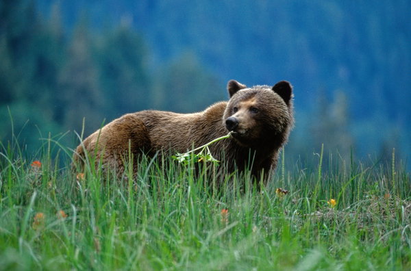 Great Bear Lodge