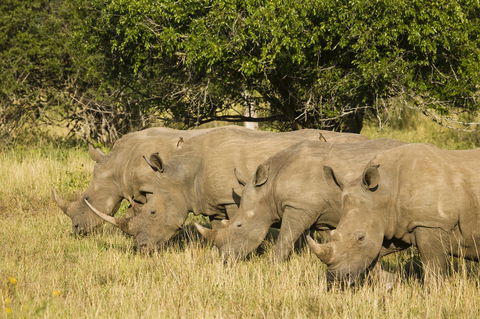 KwaZulu-Natal Game Reserves