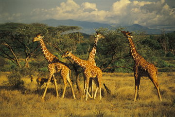 Golden giraffes congregate around the tall leafy trees that dot the golden plains in Samburu National Reserve, Kenya
