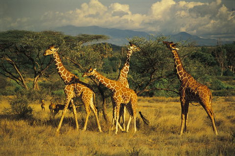 Samburu National Reserve