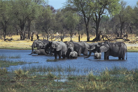 Chobe National Park