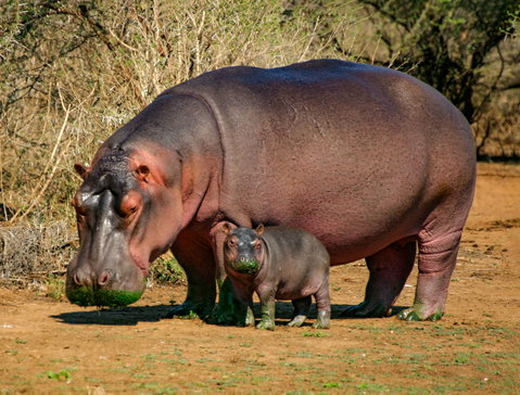 Abelana Game Reserve