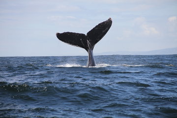 Whale Watch Tour from Hermanus (Self Drive)