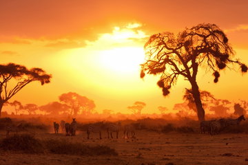Zebra congregate on the dusty plains beneath towering trees with drooping branches with a blazing sunset burning through the clouds. Laikipia Plateau, Kenya