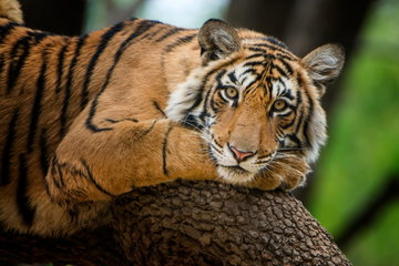 Tiger Extension from Delhi
