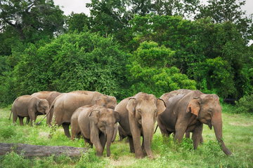 Classic Sri Lanka with Udawalawe & Bentota