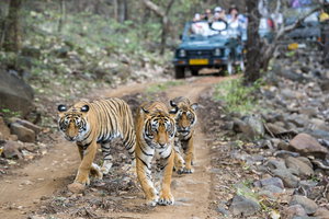 Bandhavgarh National Park