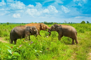 Udawalawe National Park
