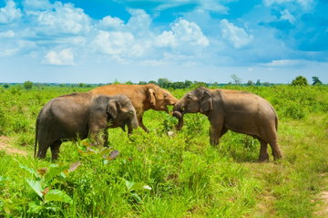 Classic Sri Lanka with Udawalawe & Bentota