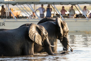 Chobe River Cruise & Victoria Falls