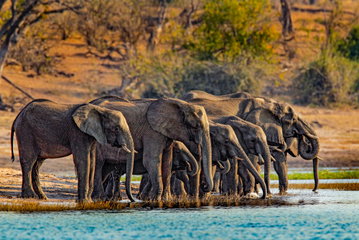 Chobe Riverfront & Victoria Falls Discovery