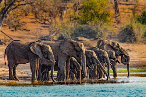 Chobe Riverfront & Victoria Falls Discovery