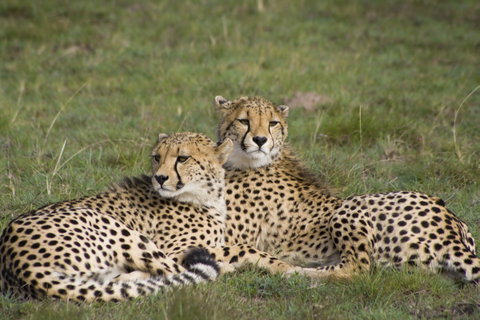 Private Safari holidays