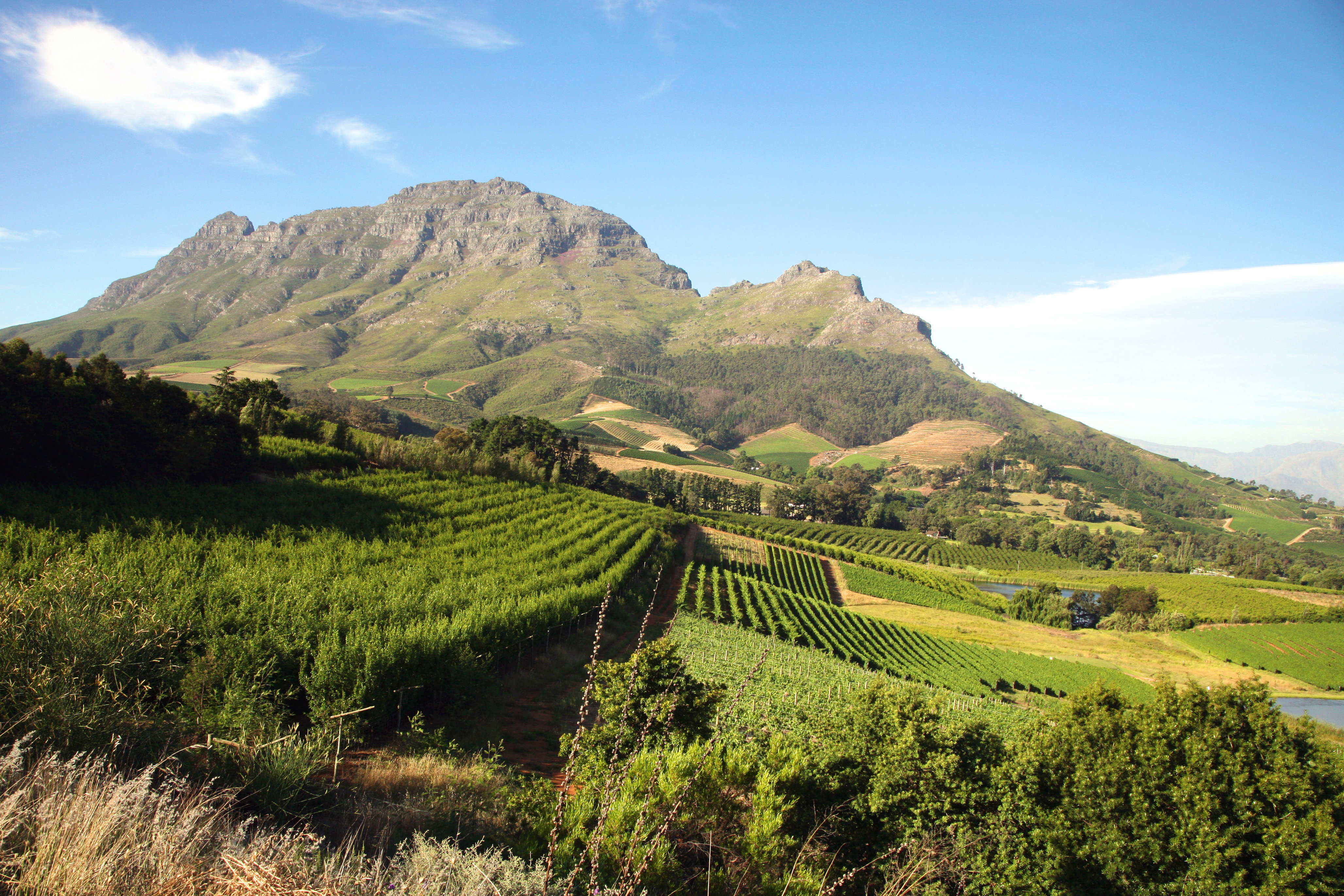 View of rolling green vineyards of the Cape Winelands near Franschhoek, South Africa.