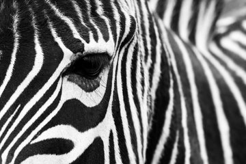 Close up of a Zebra’s face showing the black and white stripes surrounding the eye