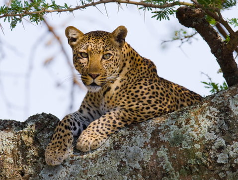 Safari Holidays holidays