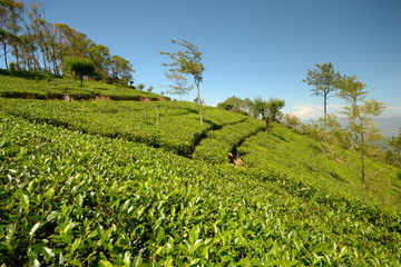 Tea plantations blanket the sloping hillside on a sunny day in Nuwara Eliya, Sri Lanka