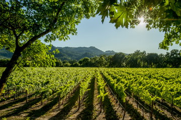 The sun breaks through the lush, green leaves of a large tree in the Californian Wine Country, looking onto the hills in the distance with bright blue skies above, in the USA