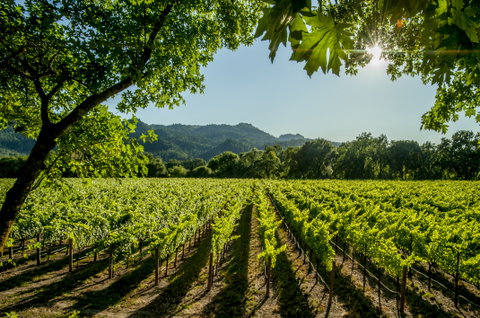 California Wine Country