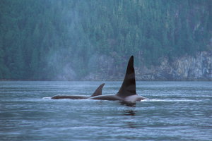 Ucluelet Whale Watch Tour by Covered Boat