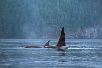 Ucluelet Whale Watch Tour by Covered Boat